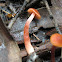 Laccaria sp.