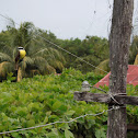 Great Kiskadee