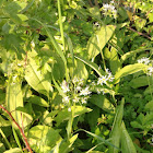 Bärlauch / Ramsons