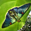 Guava Skipper
