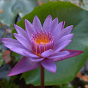 Blue Egyptian Water Lily