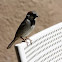 House Sparrow