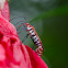 Firebug