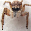 Araña saltadora (macho)