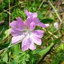 Musk-mallow / Moschus-Malve