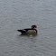Wood duck