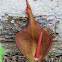 Bengal Arum