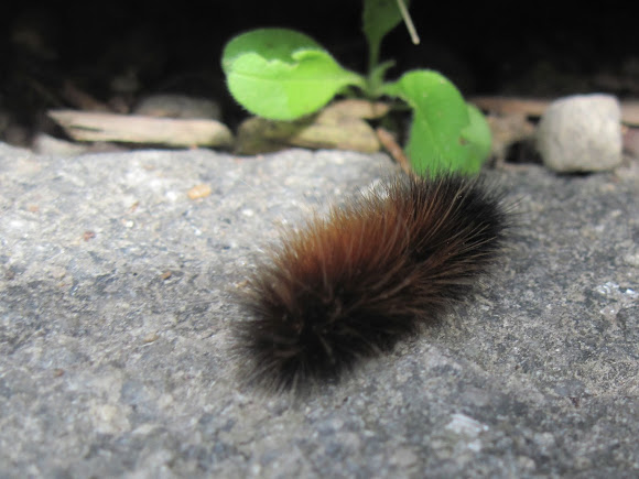 Spotting Image 1