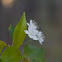 Pin Cherry