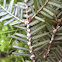 Hemlock Woolly Adelgid