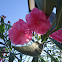 Espirradeira, Oleander