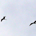 Magnificent frigatebird