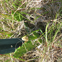 Eastern Prickly Pear