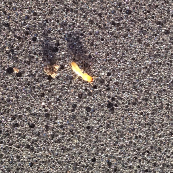 Spotting Image 1