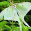 Luna Moth