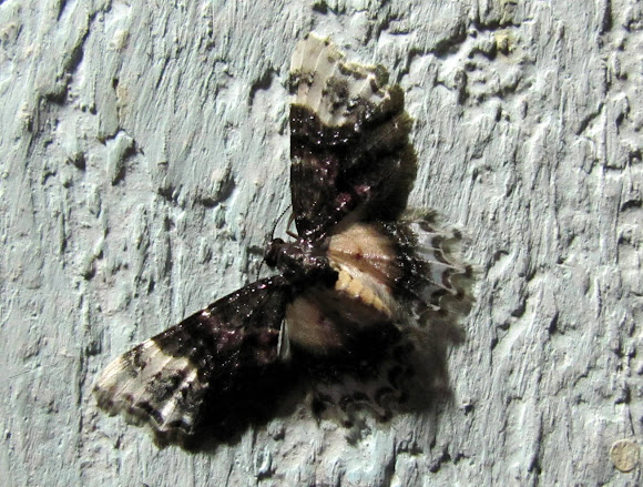Spotting Image 1
