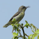 Purple sunbird (female)