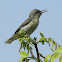 Purple sunbird (female)