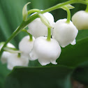 Lily of the Valley