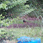 Eastern Towhee