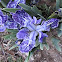 Iris Kemaonensis Pangboche