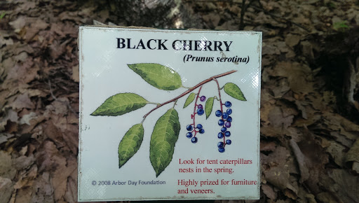 Black Cherry Prunus Serotina