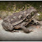 Argentine toad(Sapo argentino).
