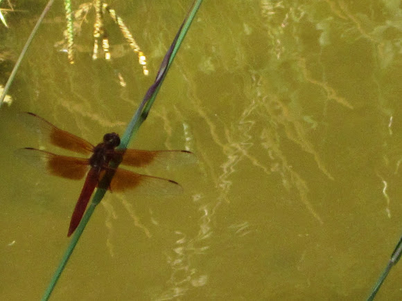 Spotting Image 1