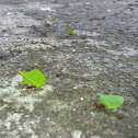 Leafcutter Ant