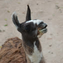 Llama