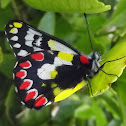 Wood white butterfly