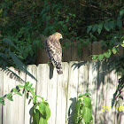 Cooper's Hawk