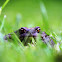 Common toad