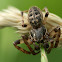 Larinioides patagiatus