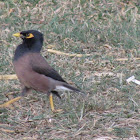 Common Myna