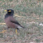 Common Myna