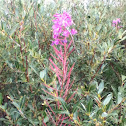 Fireweed
