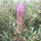 Fireweed