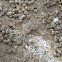 Ghost crab