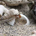 Hermit Crab