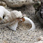 Hermit Crab