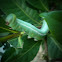 catepillar