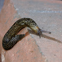 Leopard Slug