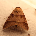 moth