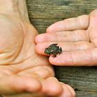 Eastern American Toad