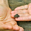 Eastern American Toad