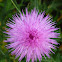 Cirsium vulgare(Spear Thistle)