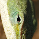 Carolina Anole
