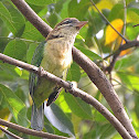 White-cheeked Barbet or Small Green Barbet