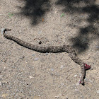 Massasauga Rattlesnake